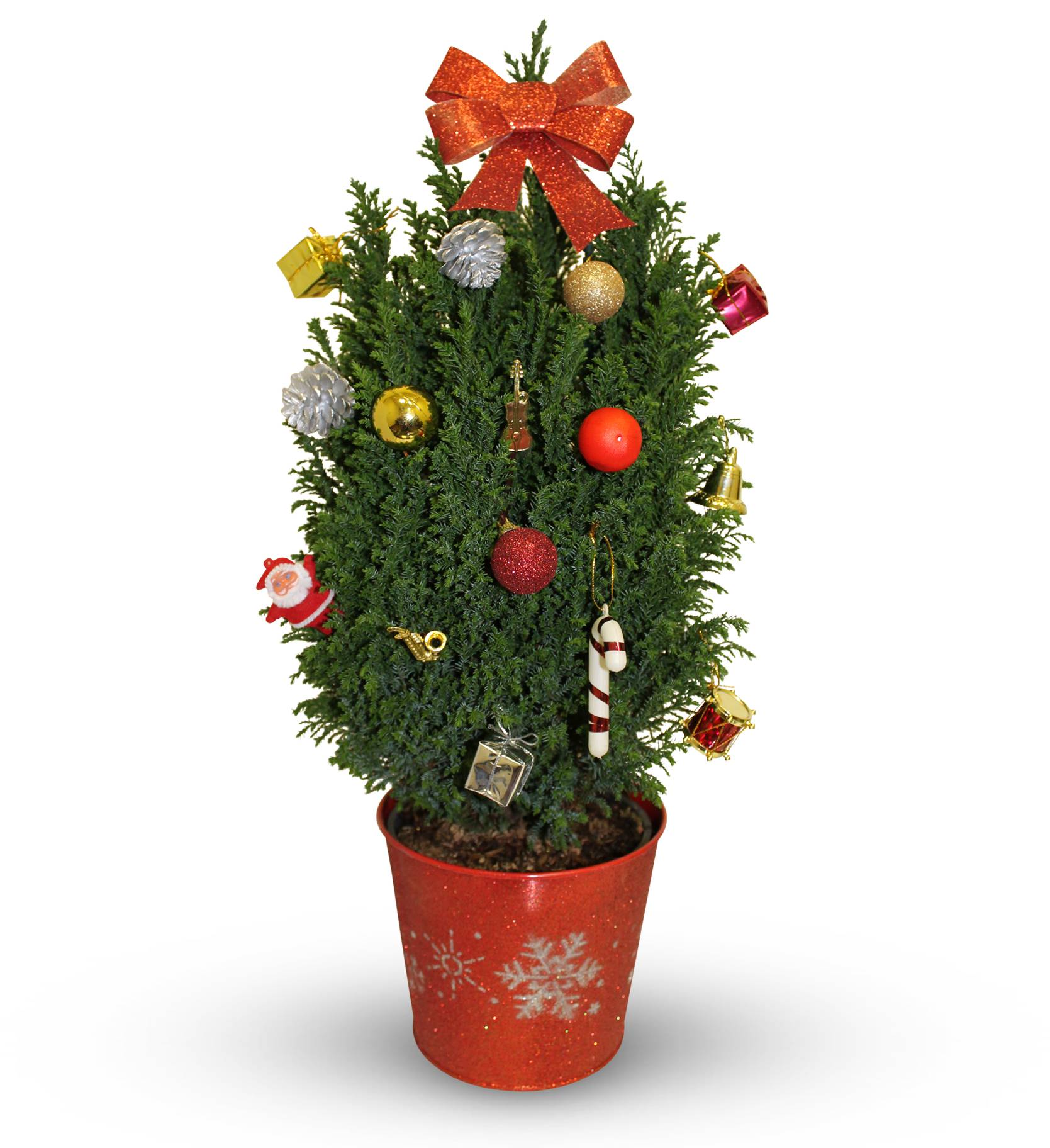 White Spruce Christmas Tree | Avas Flowers