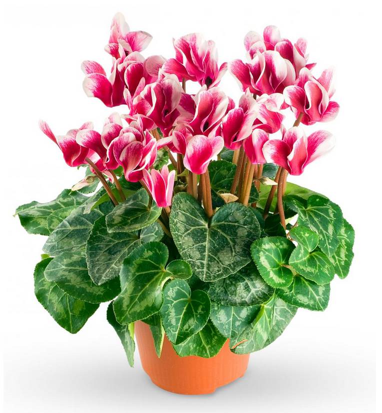 Pink Cyclamen Plant